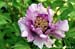 Rockii Peony: FEN HE DIAN YUN
